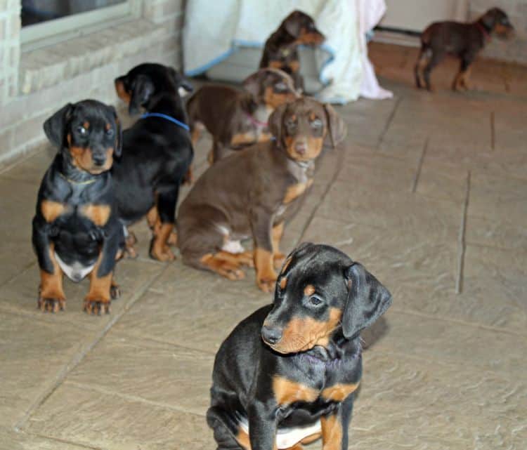 7 week old black/rust and red/rust doberman pups