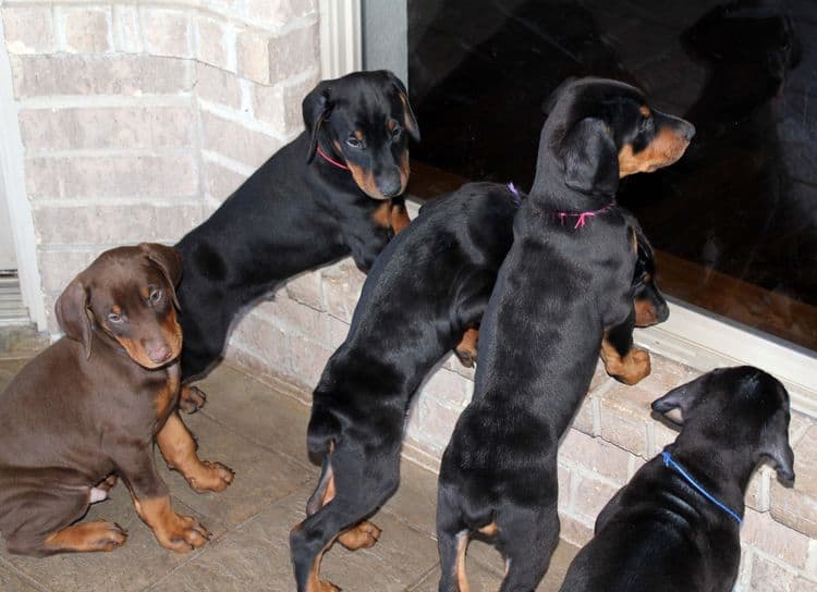 7 week old black/rust and red/rust doberman pups