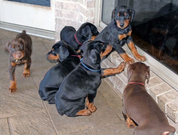 7 week old black/rust and red/rust doberman pups