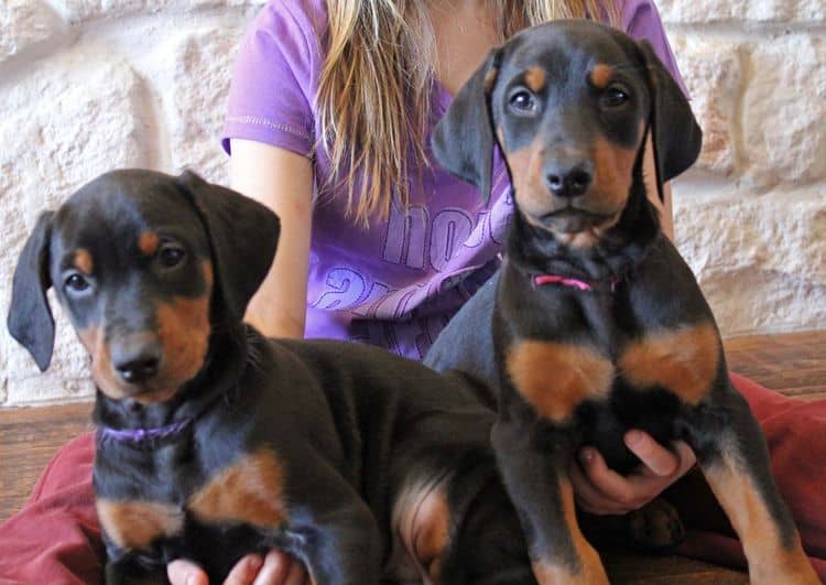 7 week old black and rust female doberman pup; champion sired