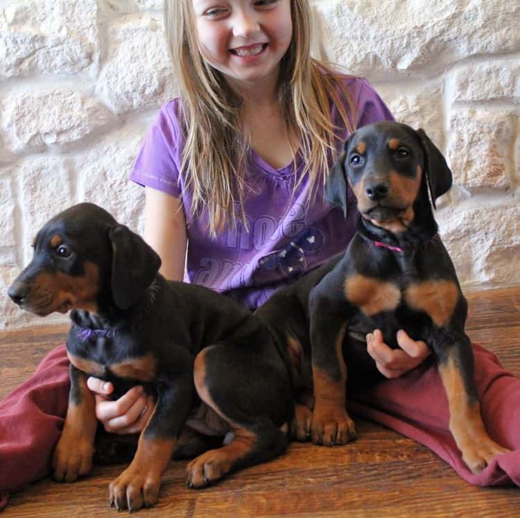 7 week old black and rust female doberman pup; champion sired