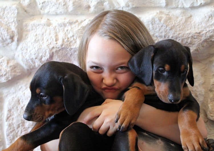 7 week old black and rust female doberman pup; champion sired