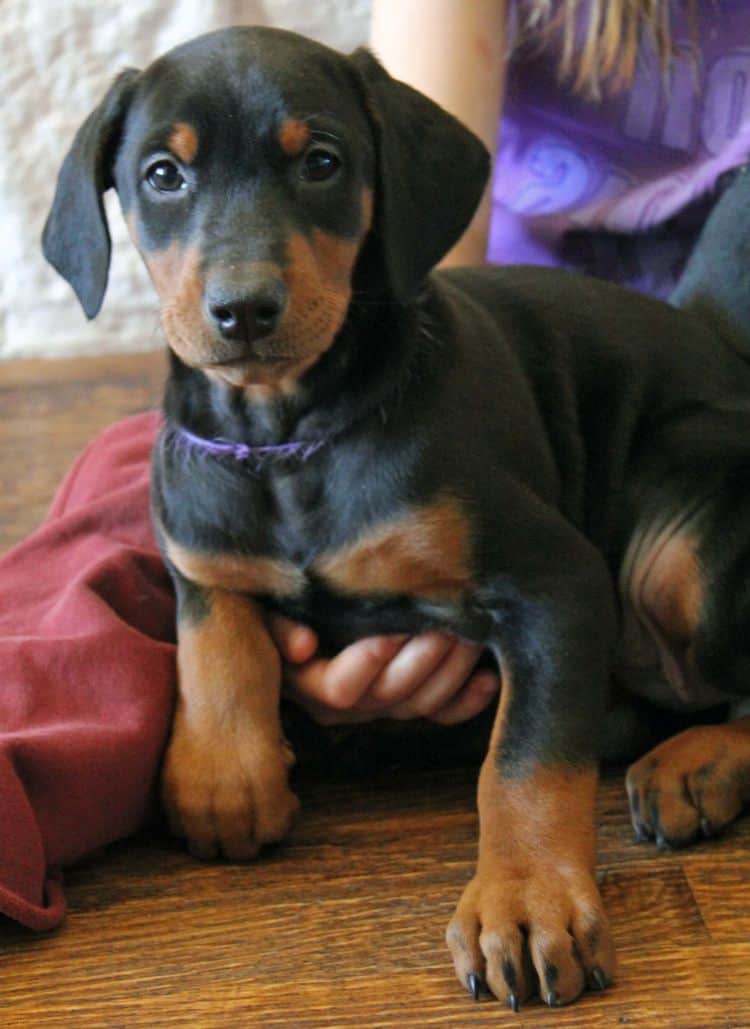 7 week old black and rust female doberman pup; champion sired