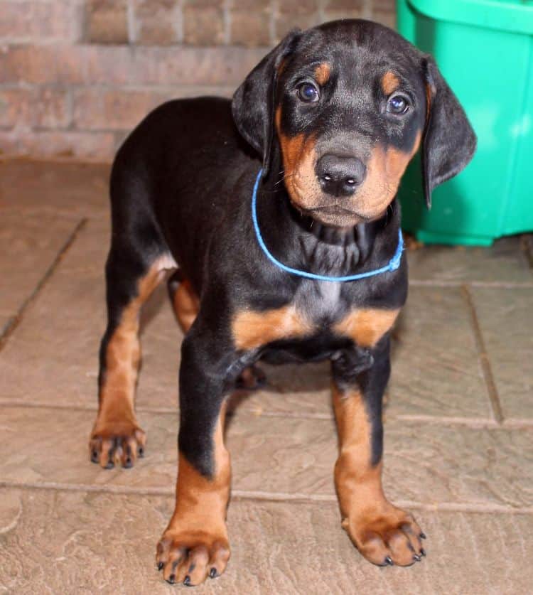 7 week old black and rust male doberman pup; champion sired