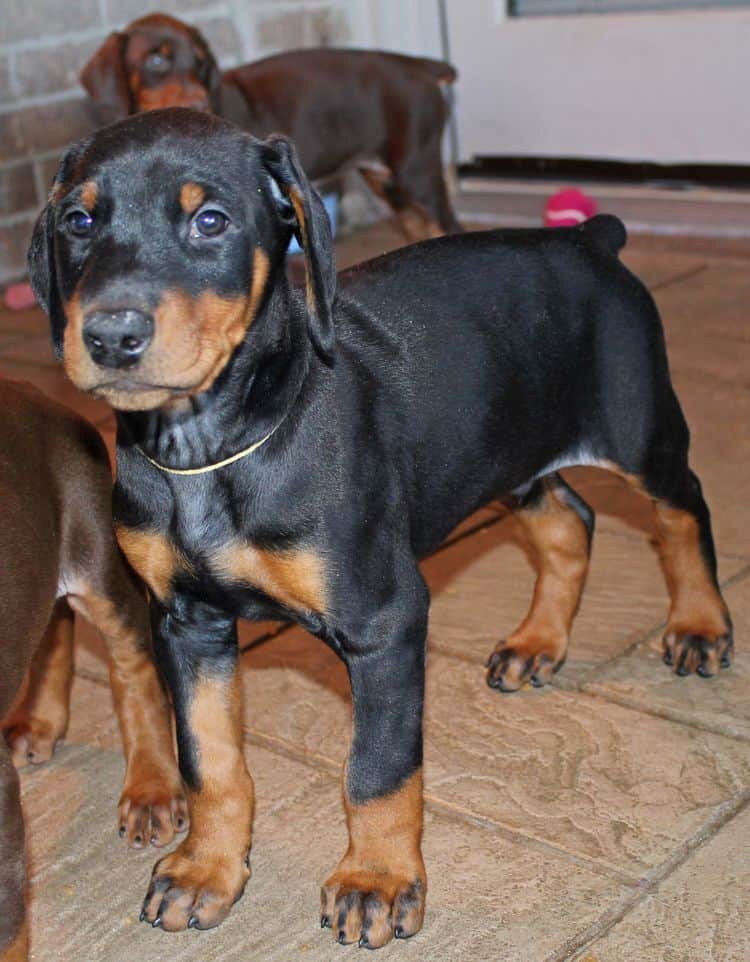 7 week old black and rust male doberman pup; champion sired