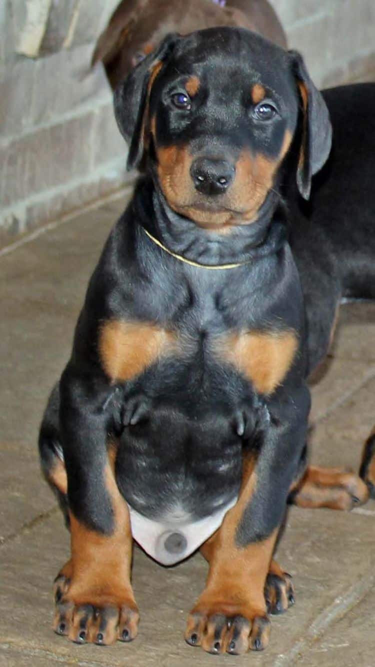 7 week old black and rust male doberman pup; champion sired