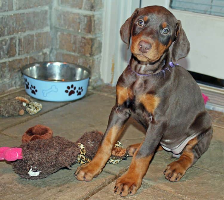 7 week old red and rust female doberman pup; champion sired