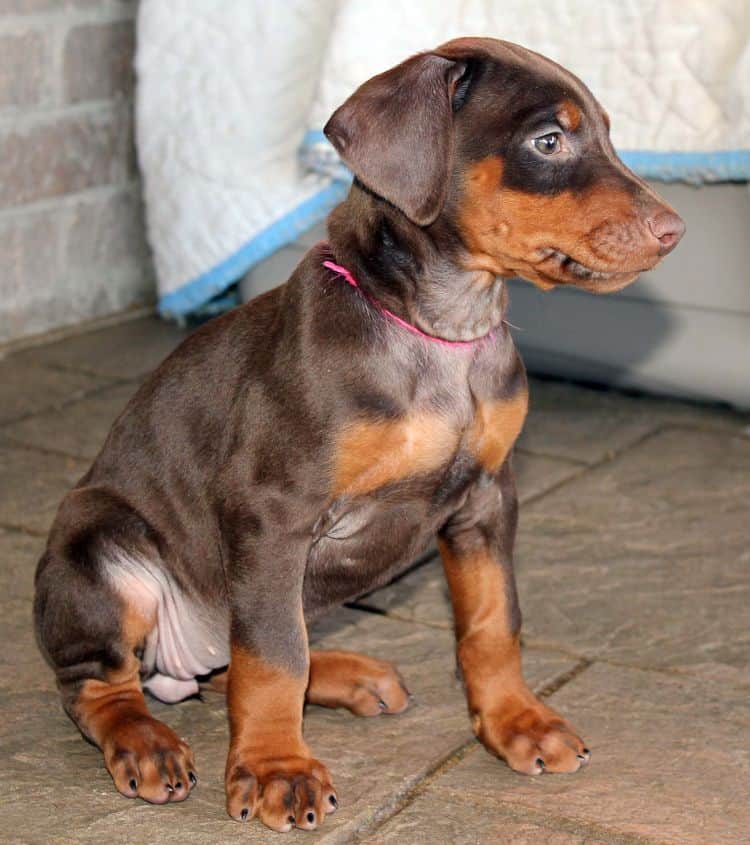 7 week old red and rust female doberman pup; champion sired