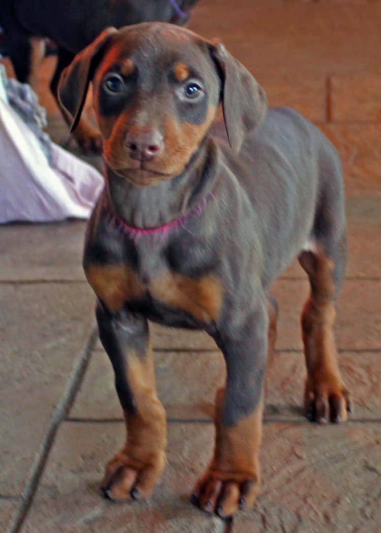 7 week old red and rust female doberman pup; champion sired