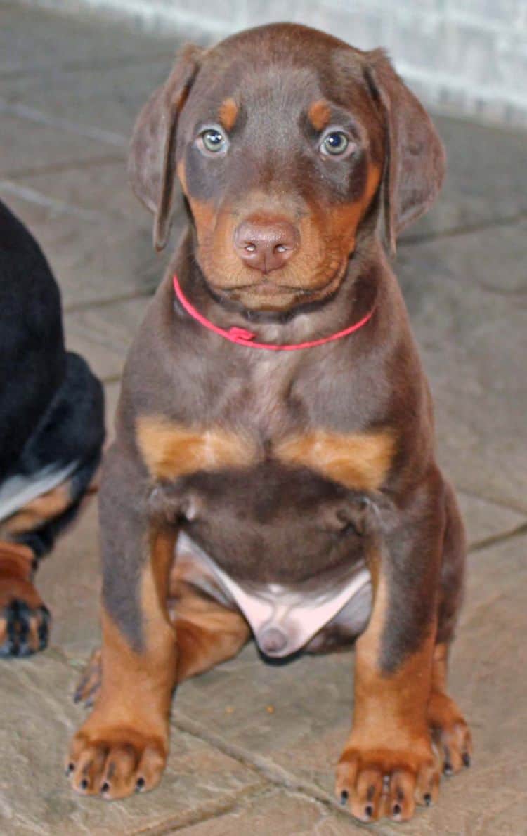 7 week old red and rust male doberman pup; champion sired