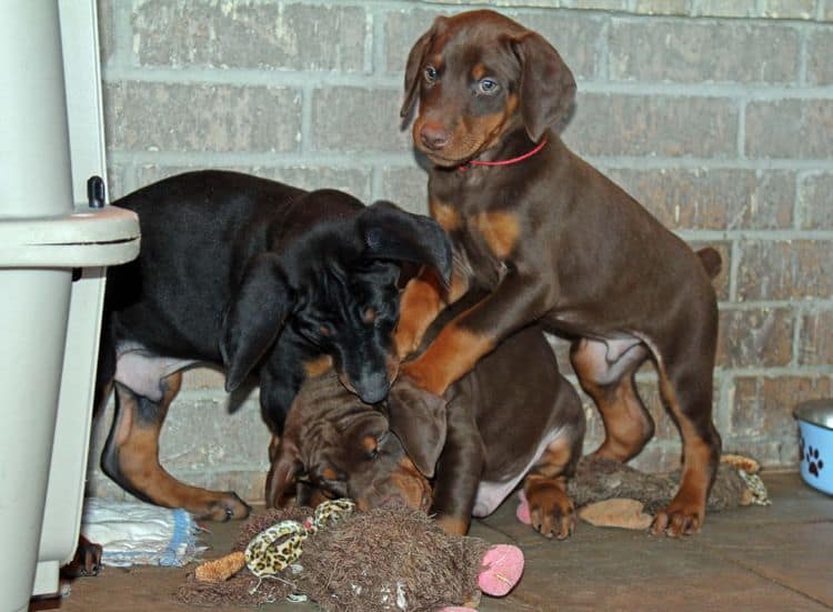 7 week old red and rust male doberman pup; champion sired