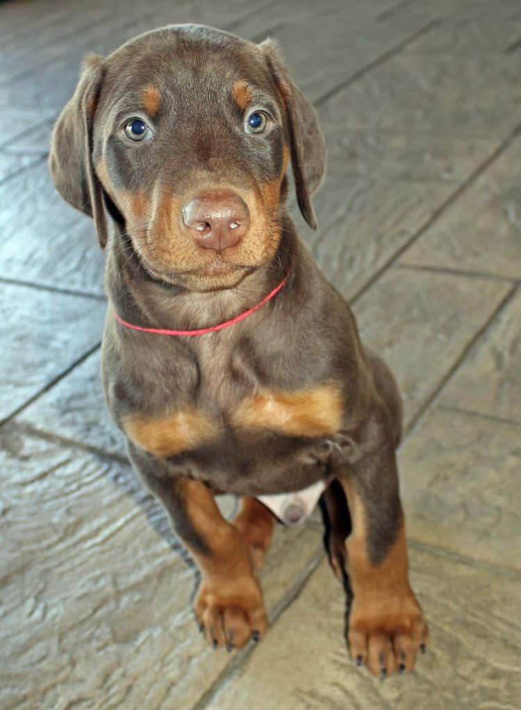 7 week old red and rust male doberman pup; champion sired