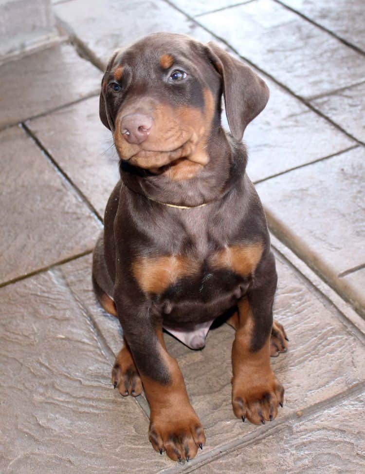 7 week old red and rust male doberman pup; champion sired