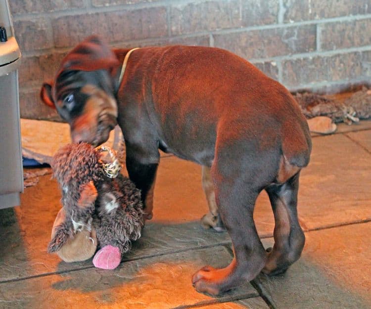 7 week old red and rust male doberman pup; champion sired