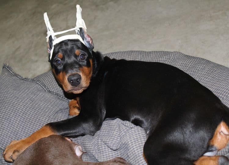 cropped black and rust female dobie pup; champion sired