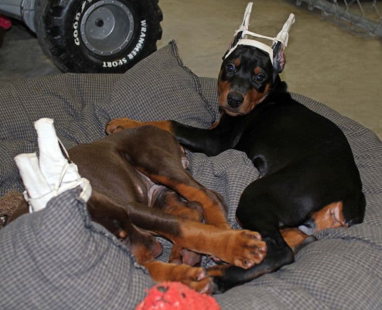 cropped black and rust female dobie pup; champion sired