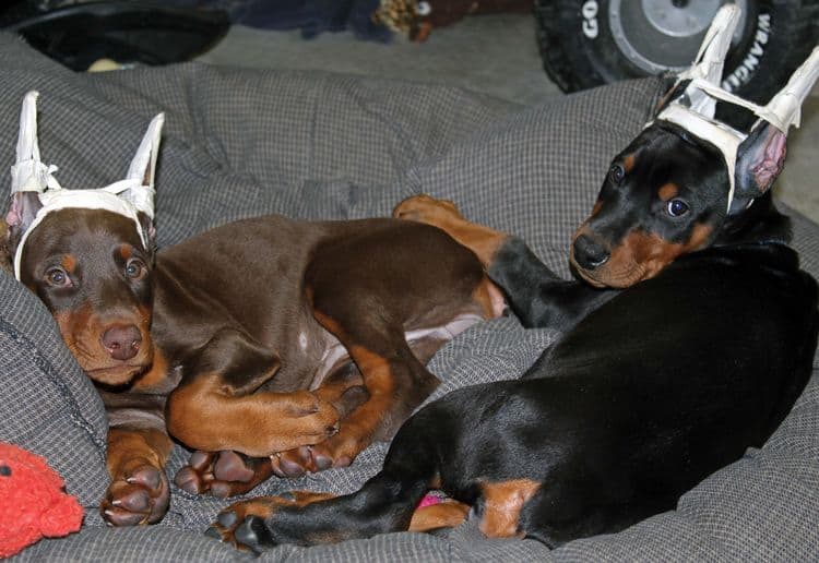 cropped black and rust female dobie pup; champion sired