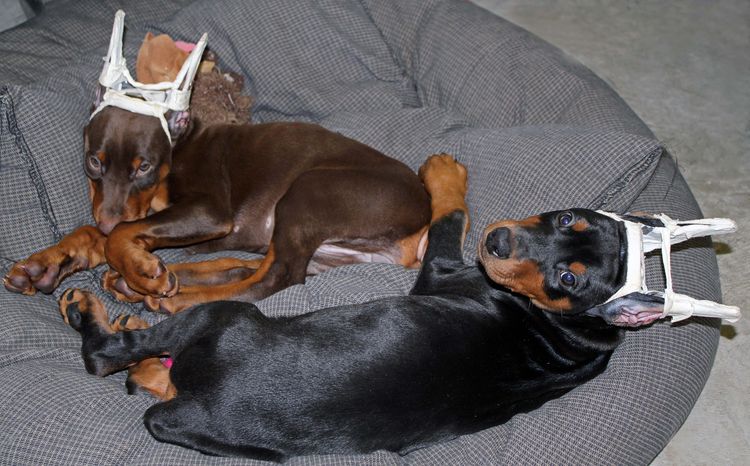 cropped black and rust female dobie pup; champion sired