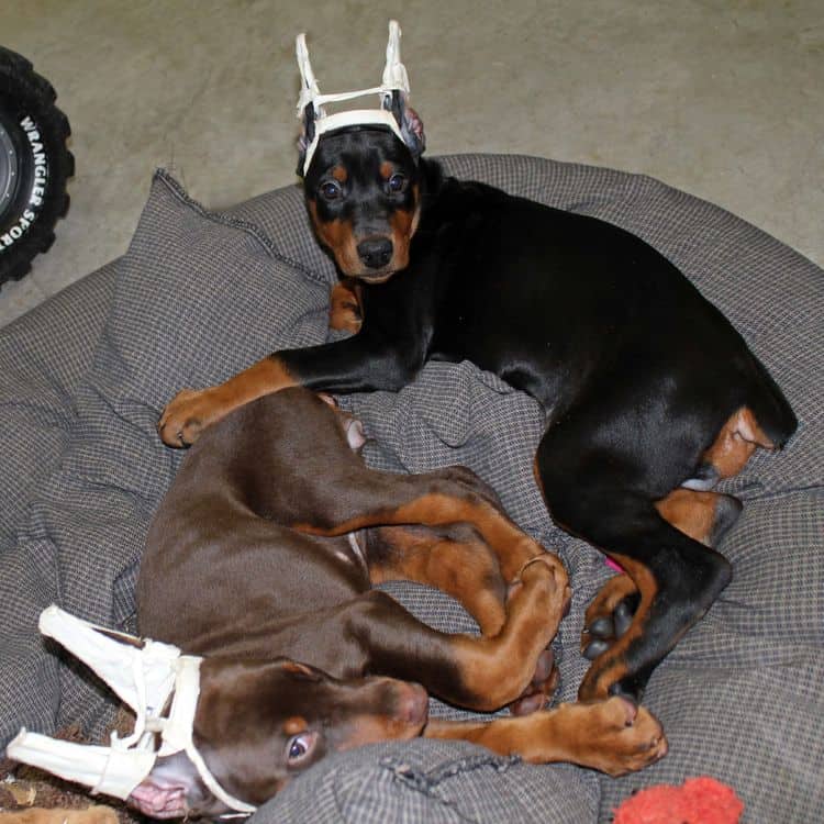 cropped black and rust female dobie pup; champion sired