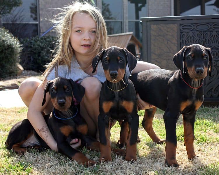 8 week old black and rust male doberman pups; champion sired