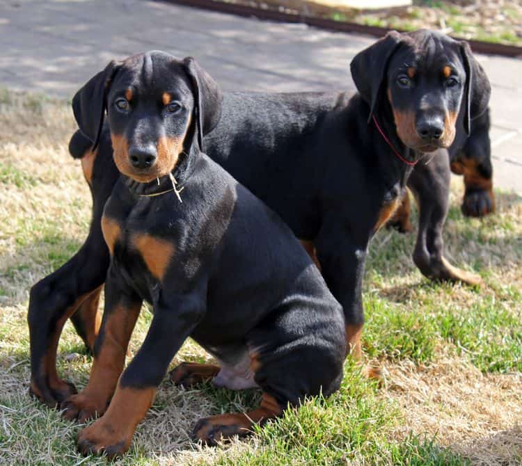 8 week old black and rust male doberman pups champion sired