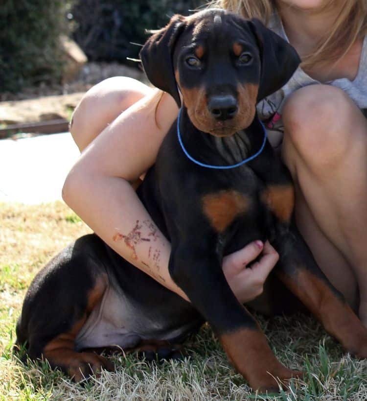 8 week old black and rust male doberman pup; champion sired