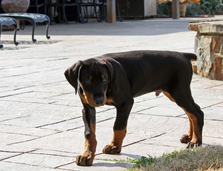 8 week old black and rust male doberman pup; champion sired