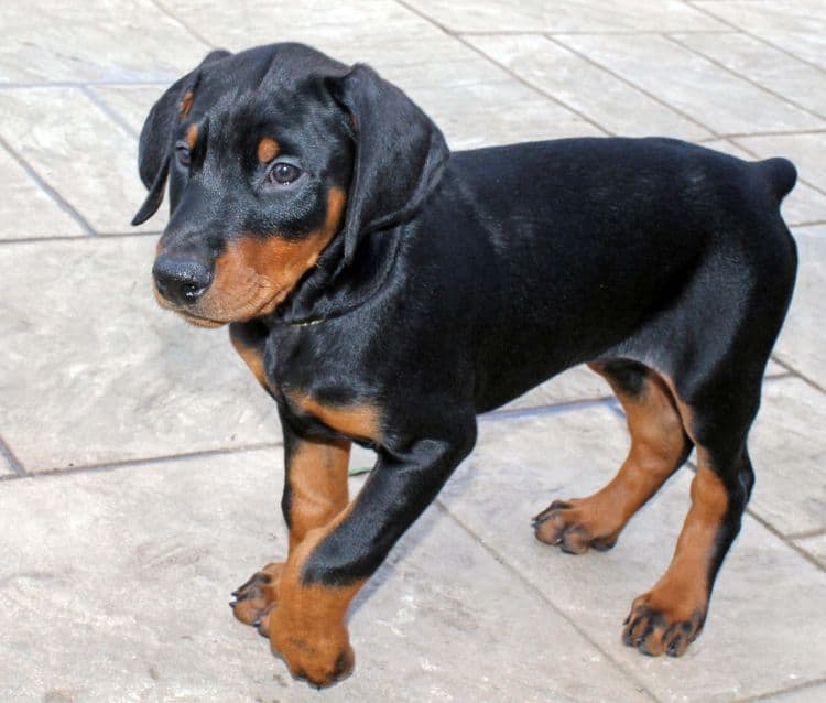 8 week old black and rust male doberman pup; champion sired