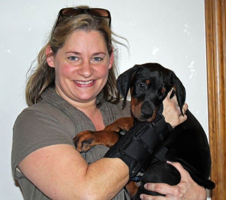 8 week old black and rust male doberman pup; champion sired