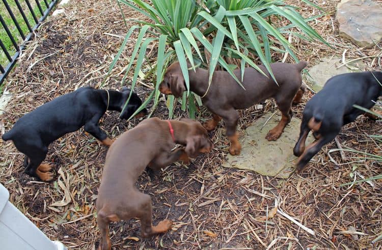 9 week old red and rust, black and rust doberman puppies; champion sired