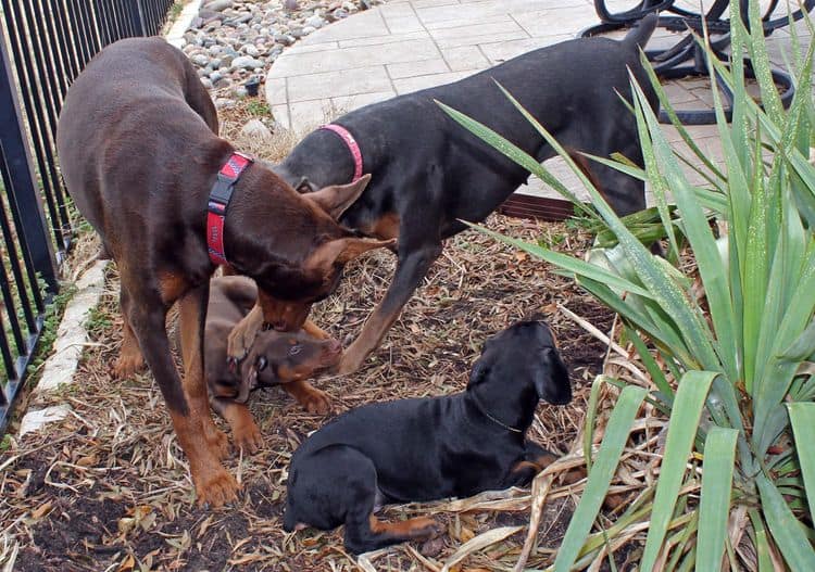 9 week old red and rust, black and rust doberman puppies; champion sired