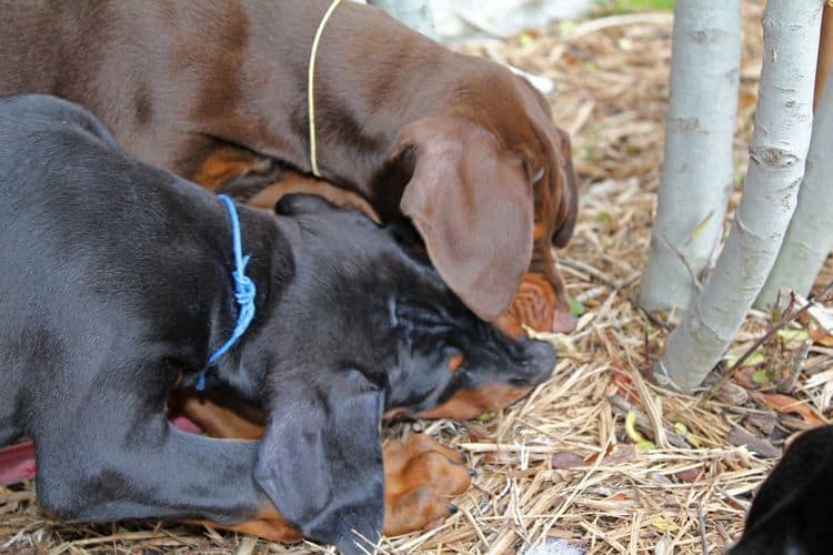 9 week old red and rust, black and rust doberman puppies; champion sired