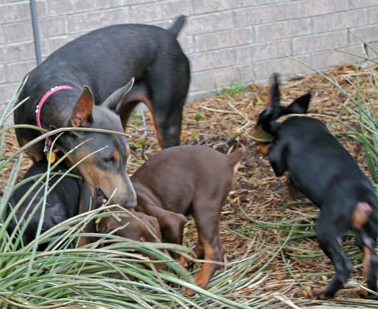 9 week old red and rust, black and rust doberman puppies; champion sired