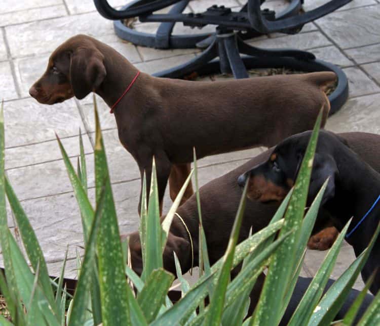 9 week old red and rust, black and rust doberman puppies; champion sired