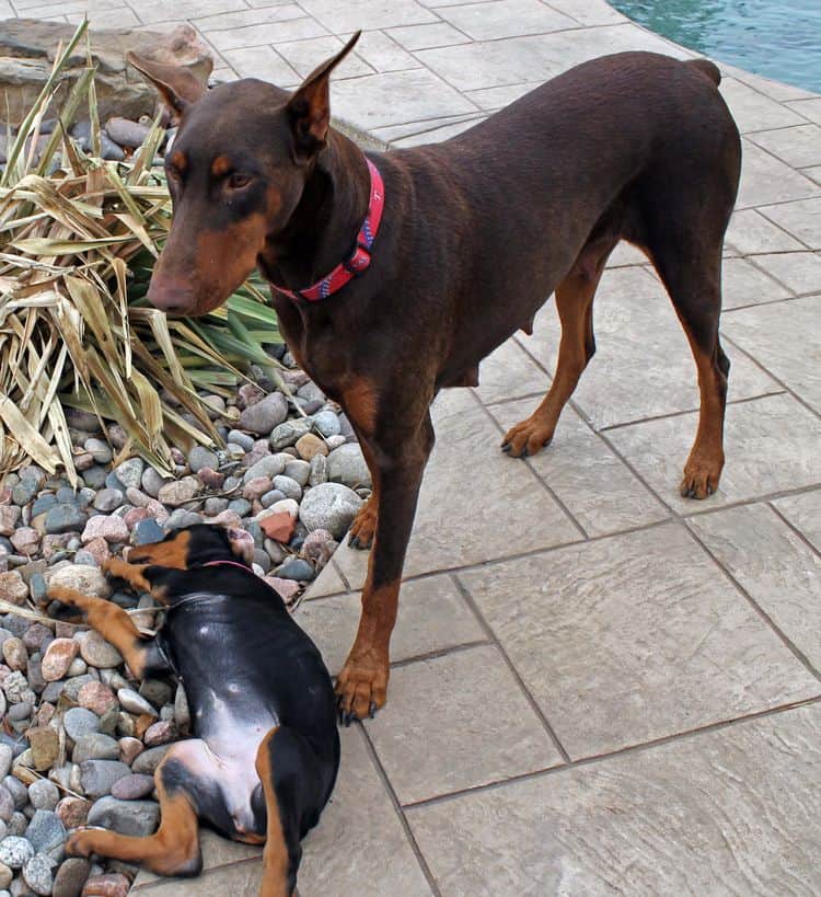 9 week old red and rust, black and rust doberman puppies; champion sired