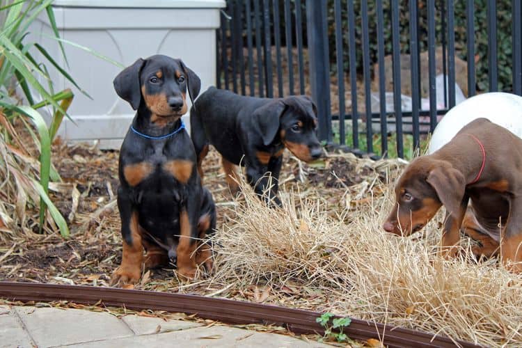 9 week old red and rust, black and rust doberman puppies; champion sired