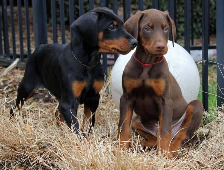 black and rust male doberman pupp; champion sired