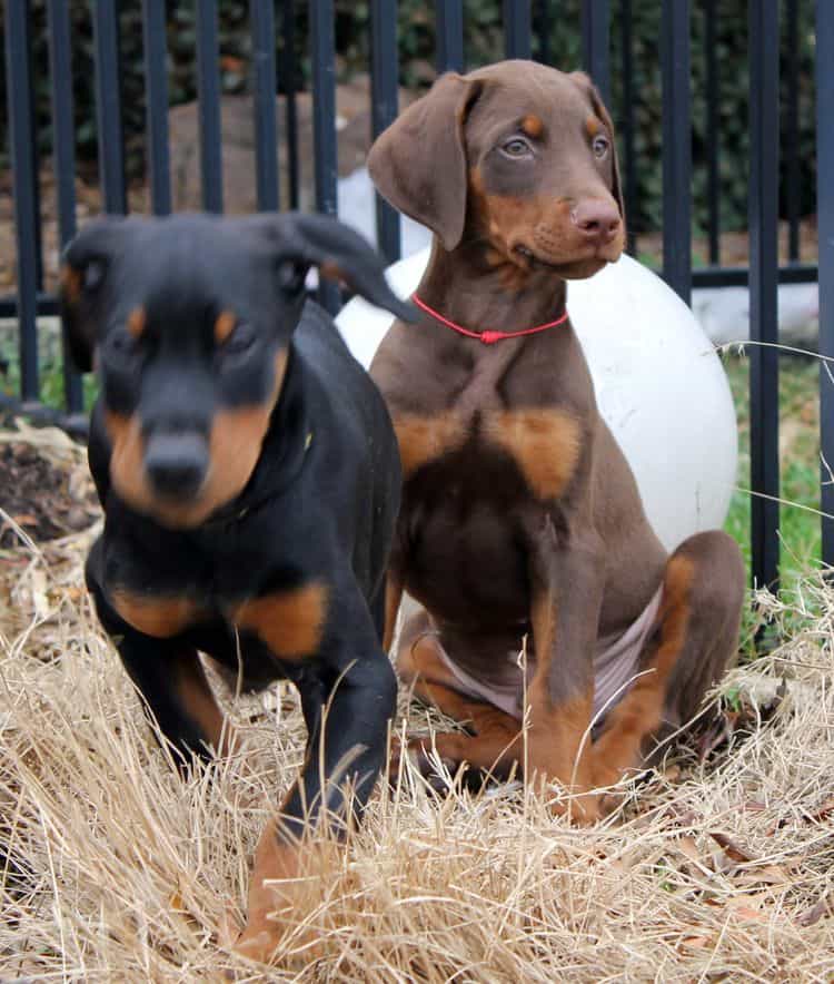 9 week old red and rust, black and rust doberman puppies; champion sired