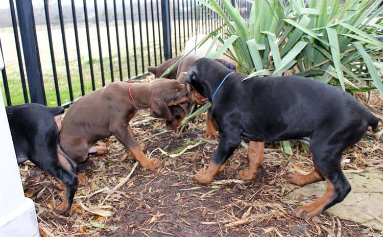 9 week old red and rust, black and rust doberman puppies; champion sired