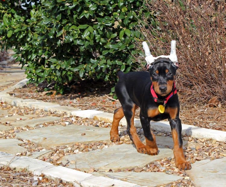 ear wrapped doberman puppy; black and rust female