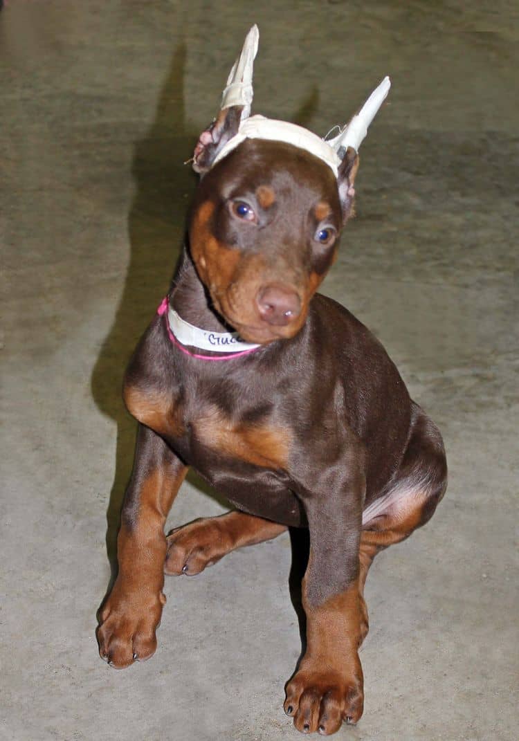 9 week old red and rust female doberman pup; champion sired