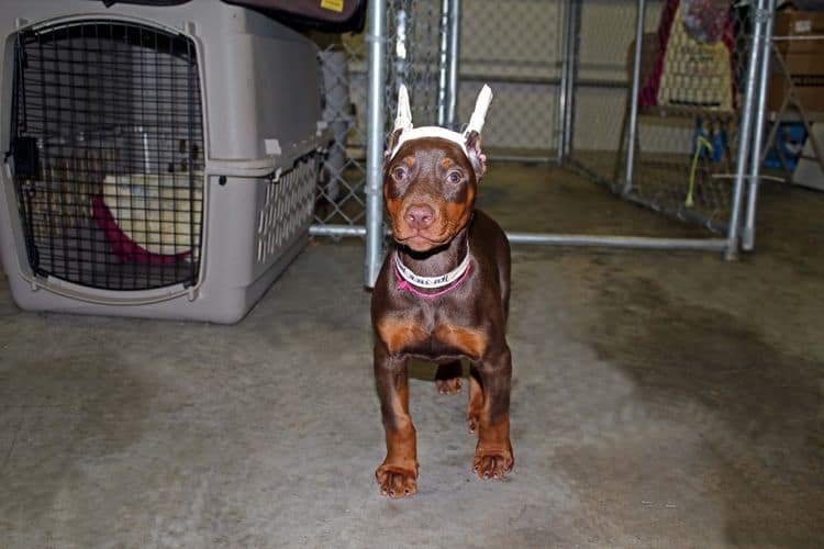 9 week old red and rust female doberman pup; champion sired