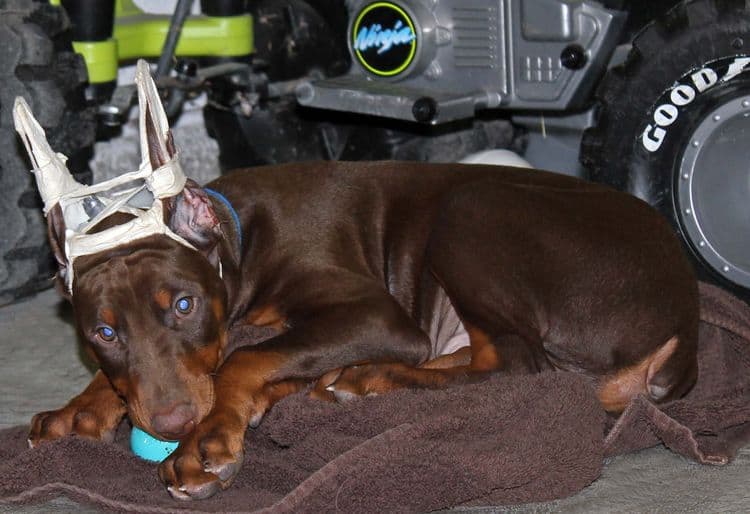 9 week old red and rust male doberman pup; champion sired