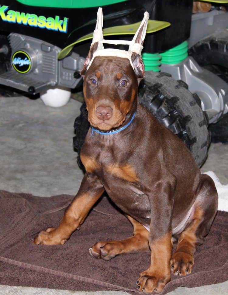 9 week old red and rust male doberman pup; champion sired