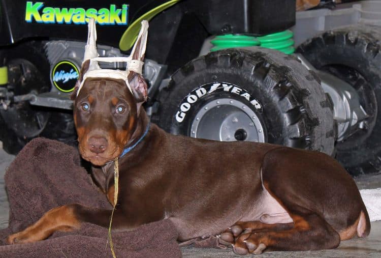 9 week old red and rust male doberman pup; champion sired