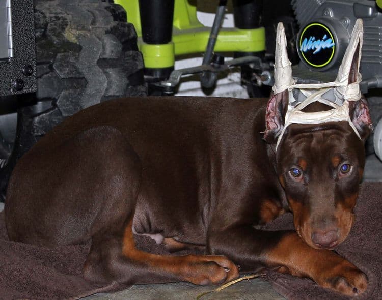 9 week old red and rust male doberman pup; champion sired