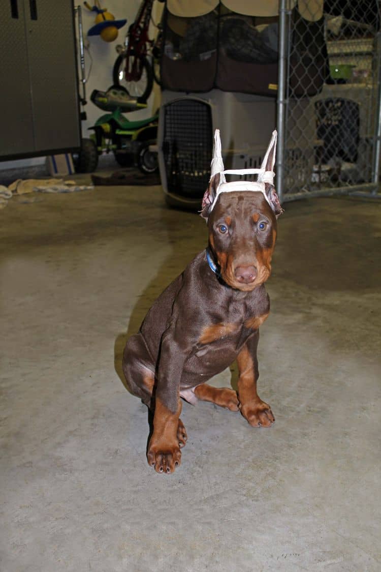 9 week old red and rust male doberman pup; champion sired