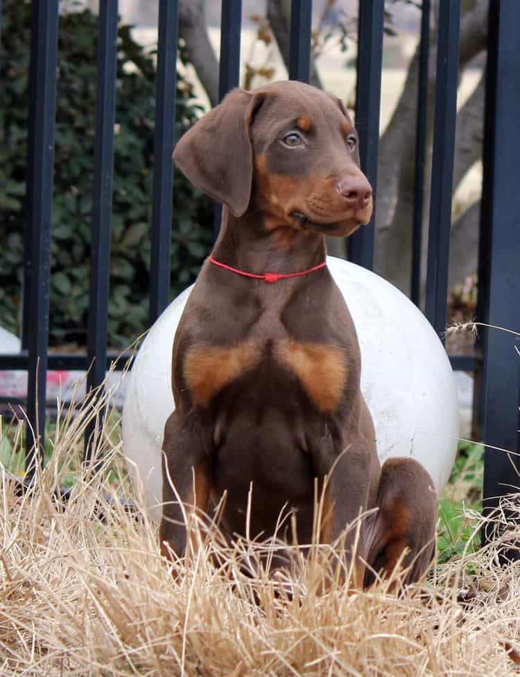 9 week old red and rust male doberman pup; champion sired