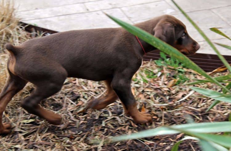 9 week old red and rust male doberman pup; champion sired