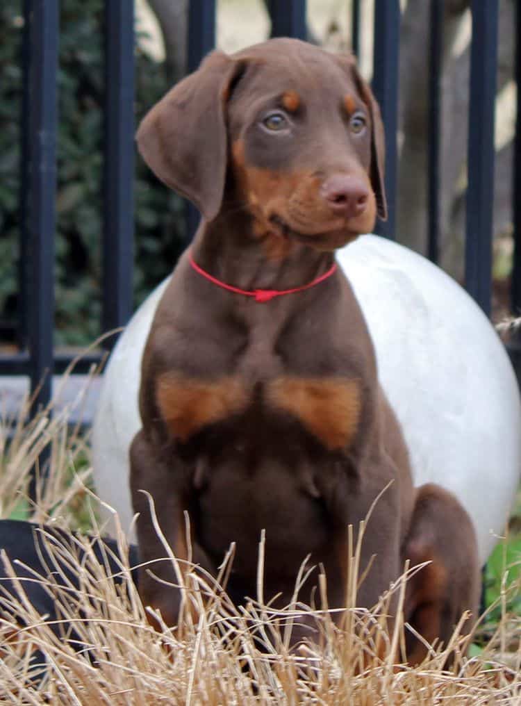 9 week old red and rust male doberman pup; champion sired